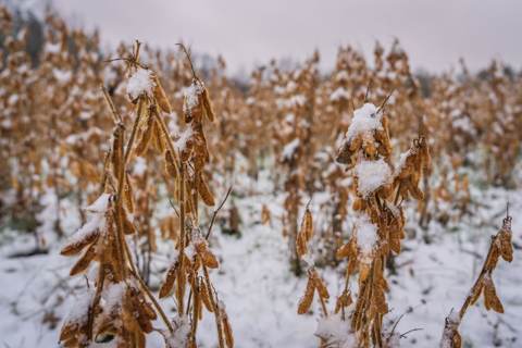 China and US Agree to Cut Tariffs on Agricultural Products